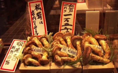 Japanese Mushrooms: Everything You Need to Know