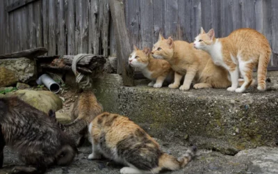 Discovering Japan’s Cat Islands: A Purr-fect Adventure Awaits