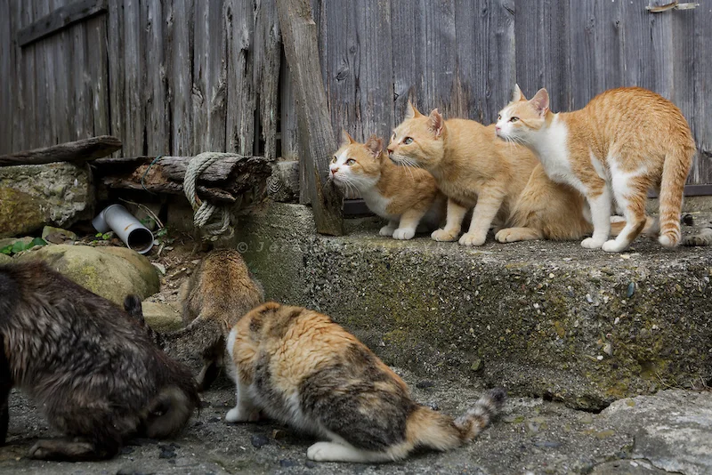 cat_island_japan